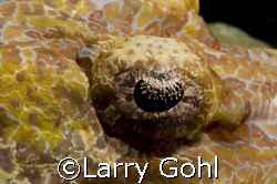Crocfish Eyeball taken in Wakatobi by Larry Gohl 